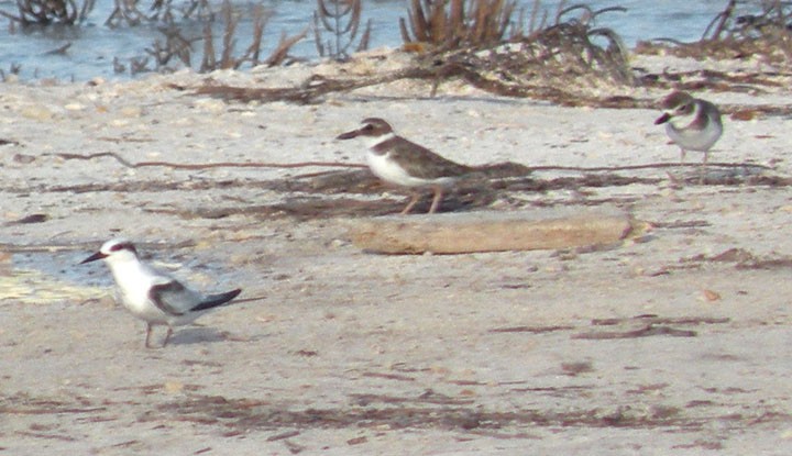 Least Tern - ML174374991