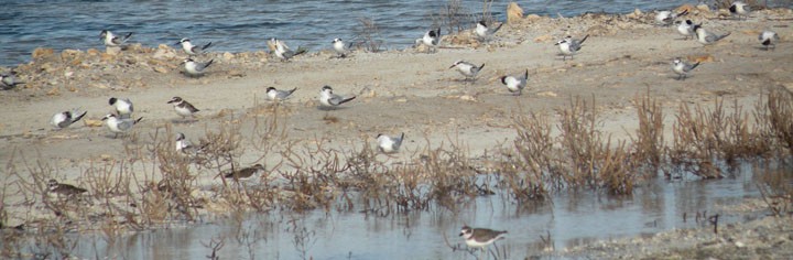 Least Tern - ML174375011