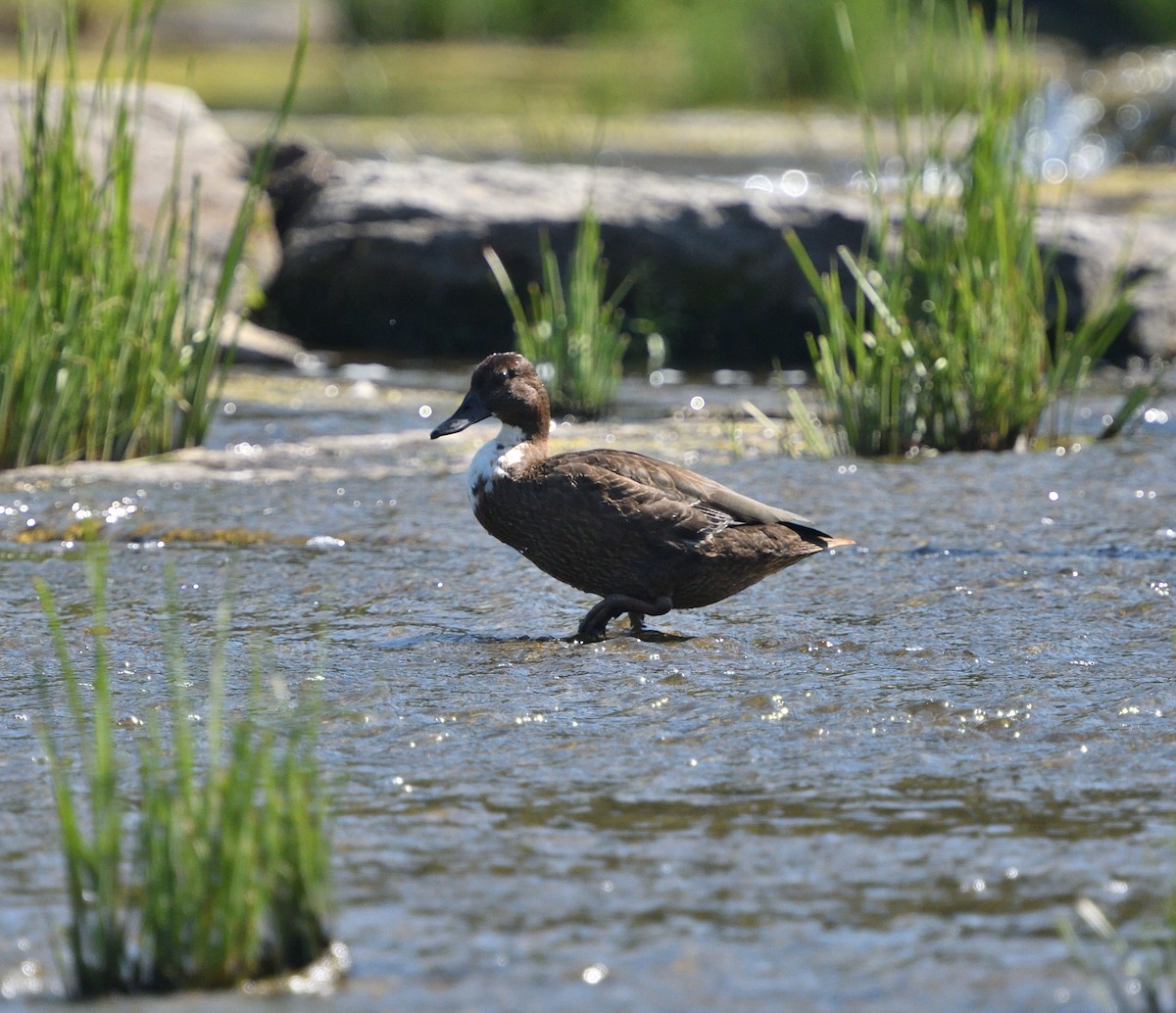 dabbling duck sp. - ML174375561