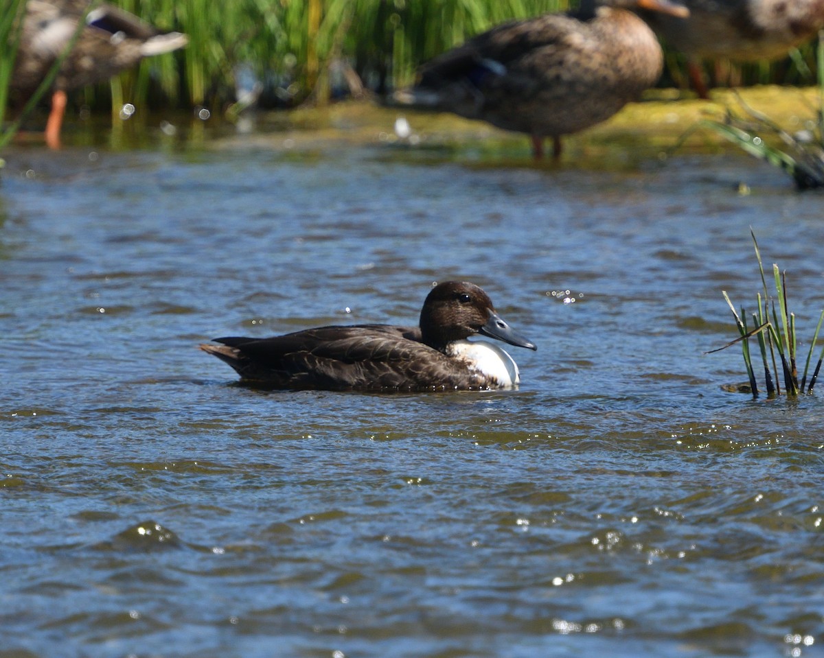 Anatidae sp. (dabbling duck sp.) - ML174375581