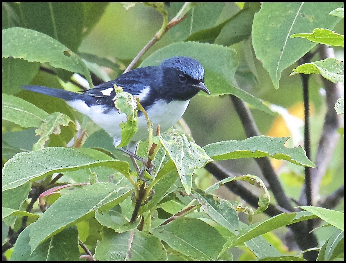 Paruline bleue - ML174375831