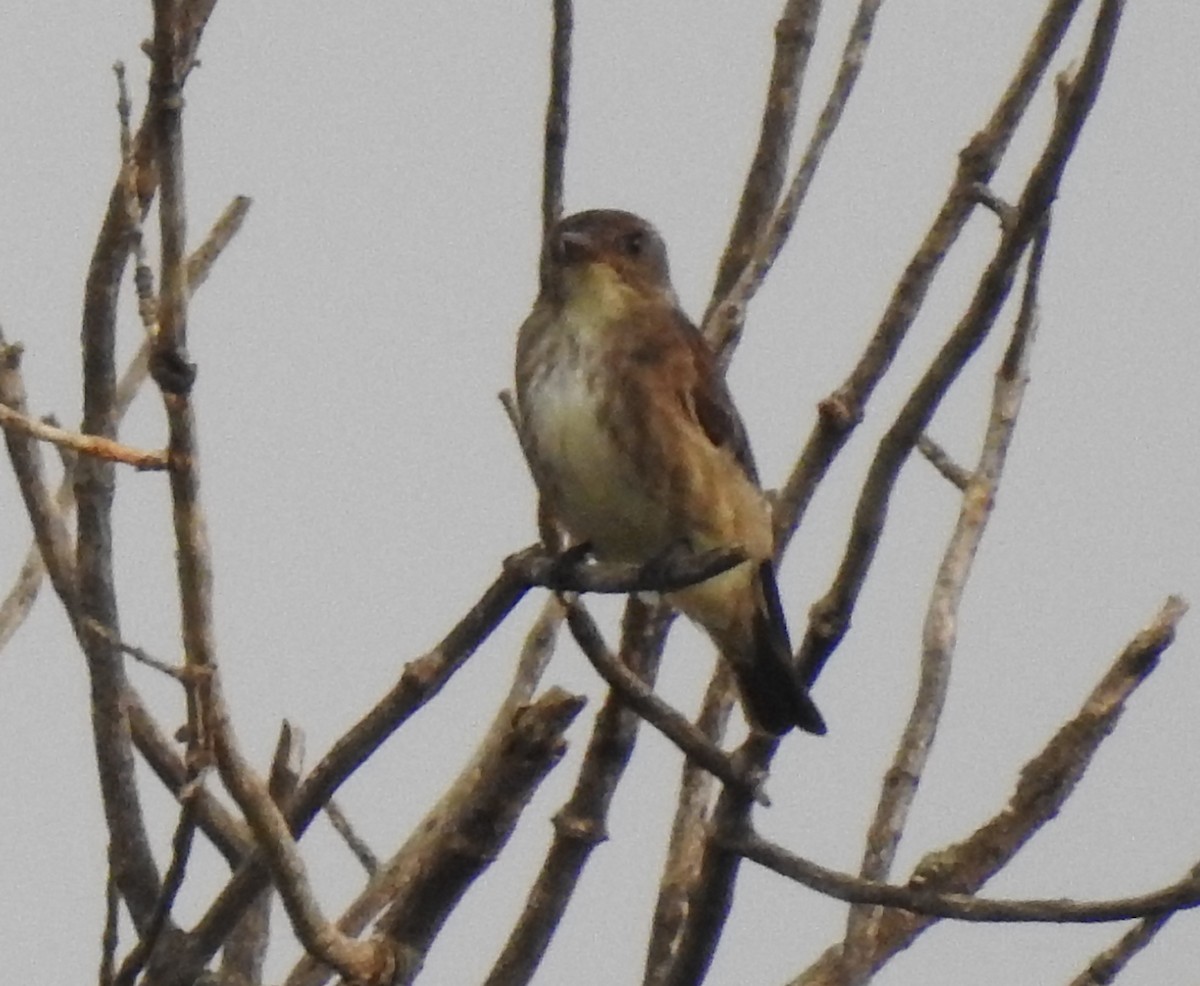 Olive-sided Flycatcher - ML174379701