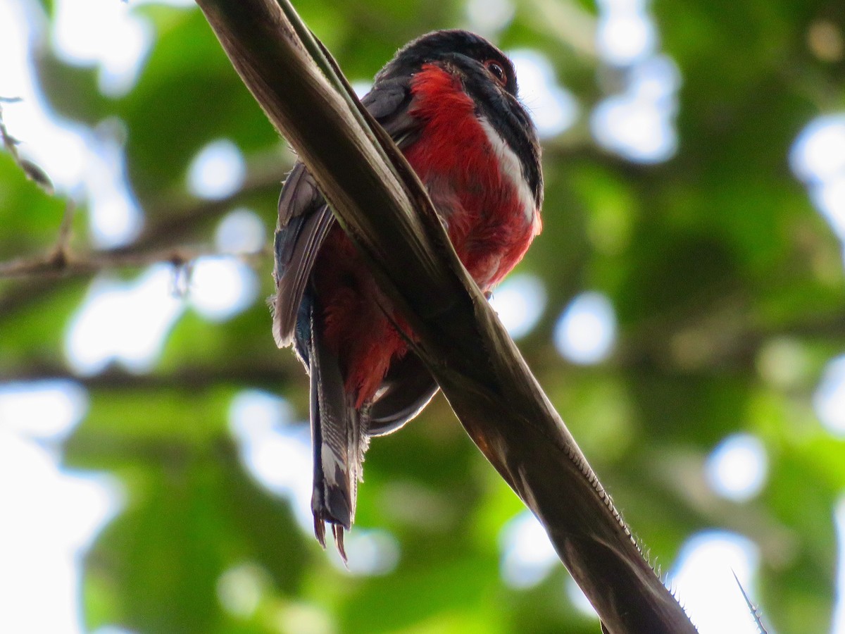 Masked Trogon - Jose Martinez De Valdenebro