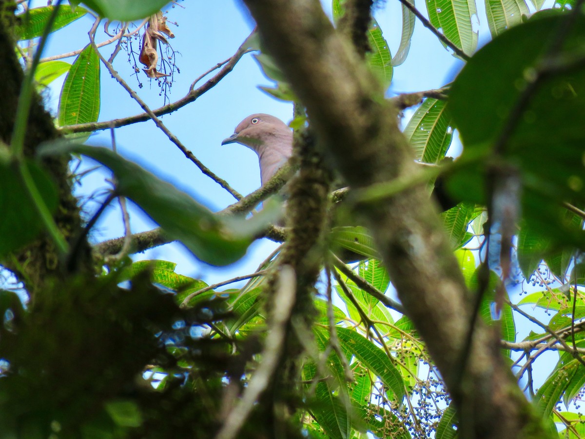 Pigeon vineux - ML174381071