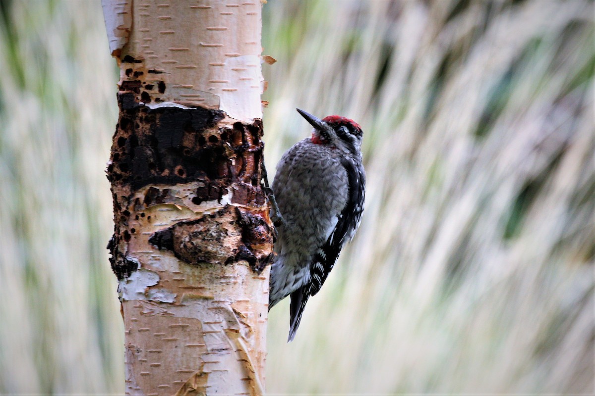 Red-naped Sapsucker - ML174382231