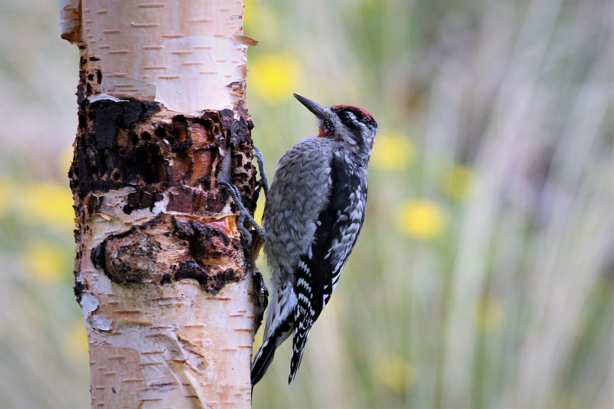 Red-naped Sapsucker - ML174382241