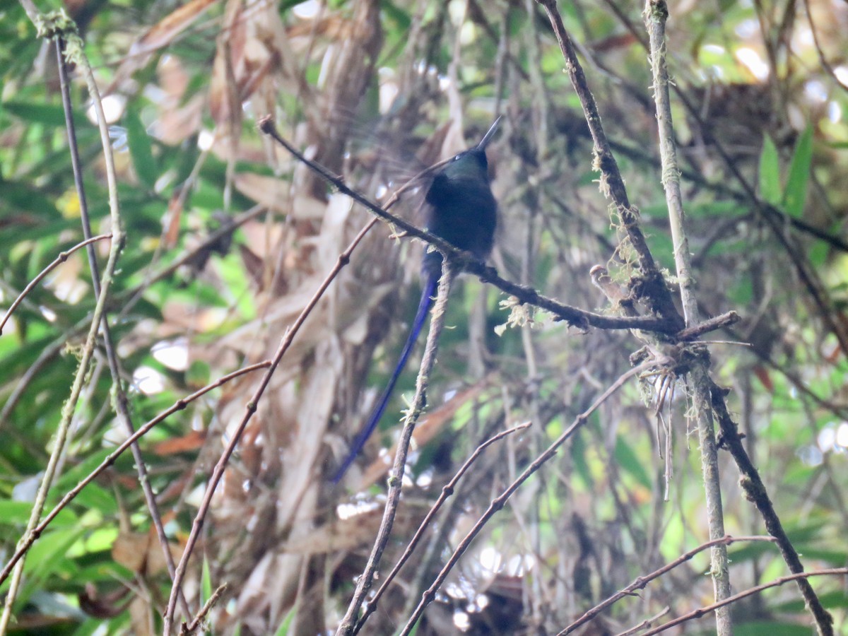 Violet-tailed Sylph - ML174382531
