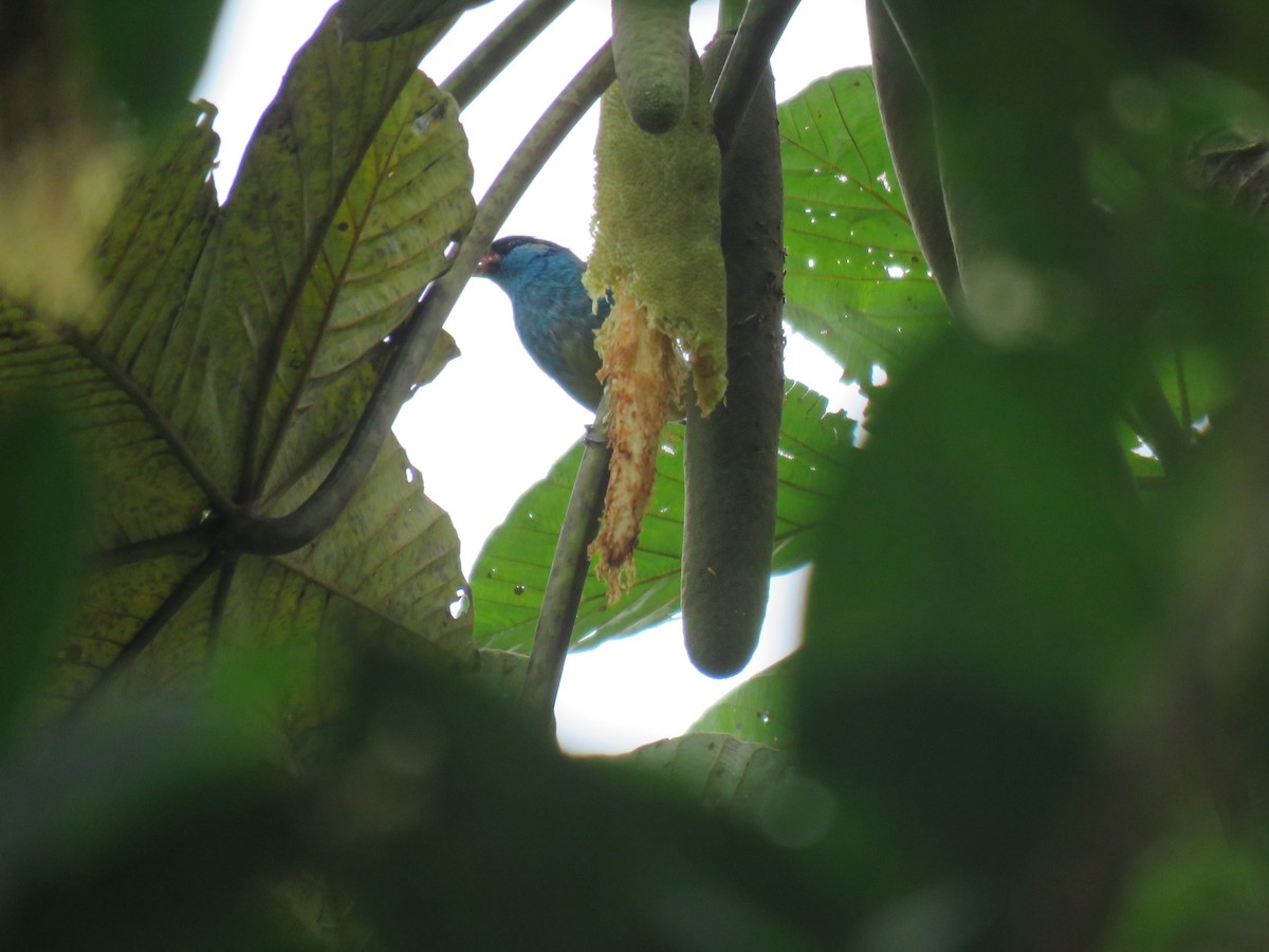 Golden-naped Tanager - ML174383471