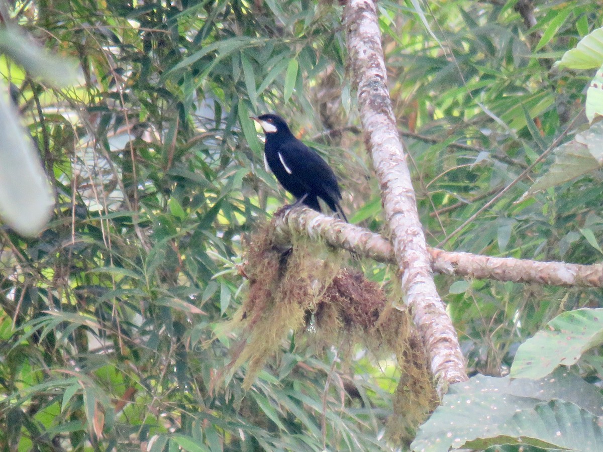 Black Solitaire - ML174383671