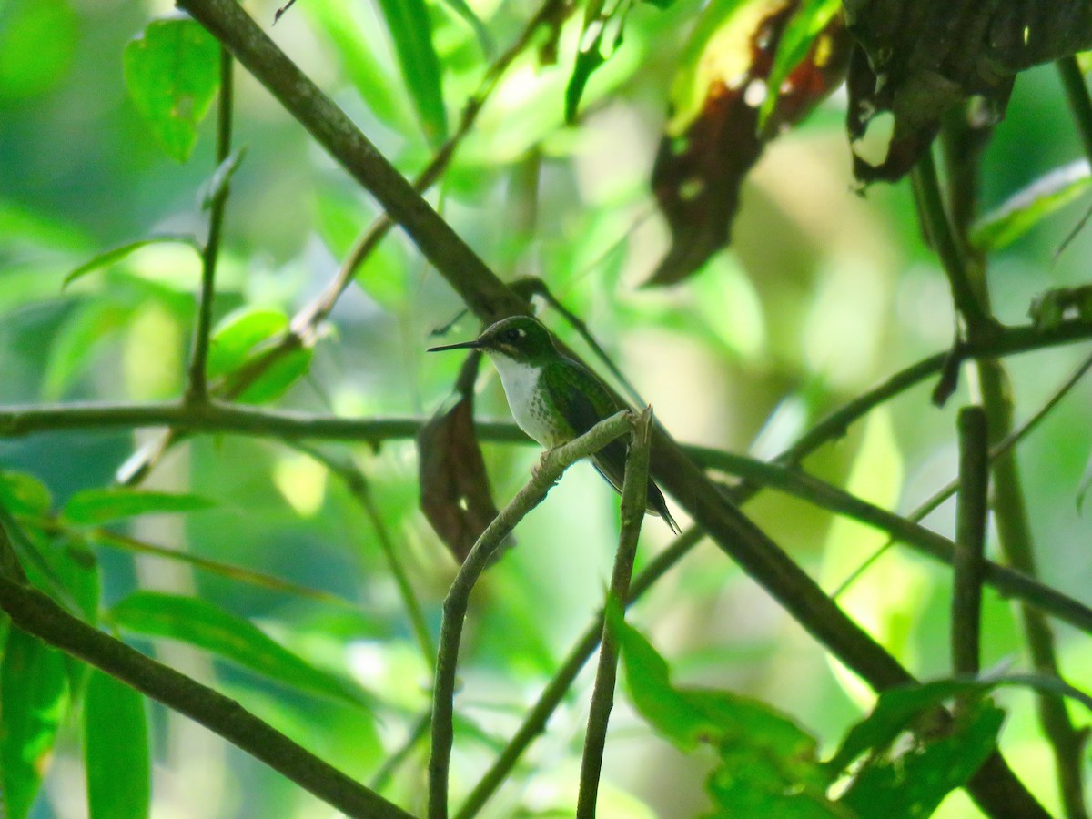 White-booted Racket-tail - ML174384661