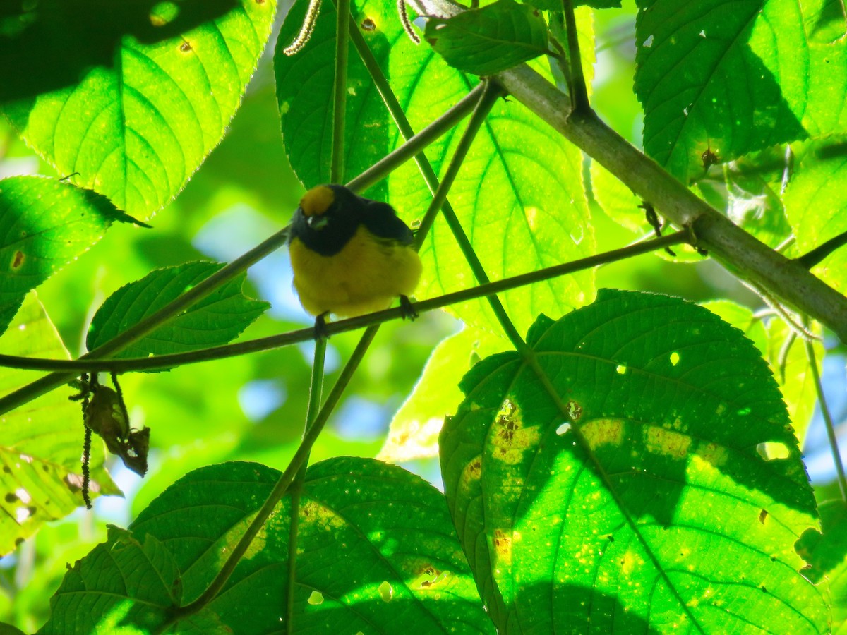 Orange-bellied Euphonia - ML174384671