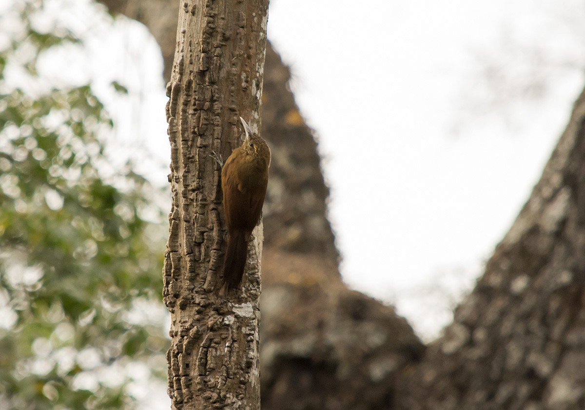 Black-banded Woodcreeper - ML174385331