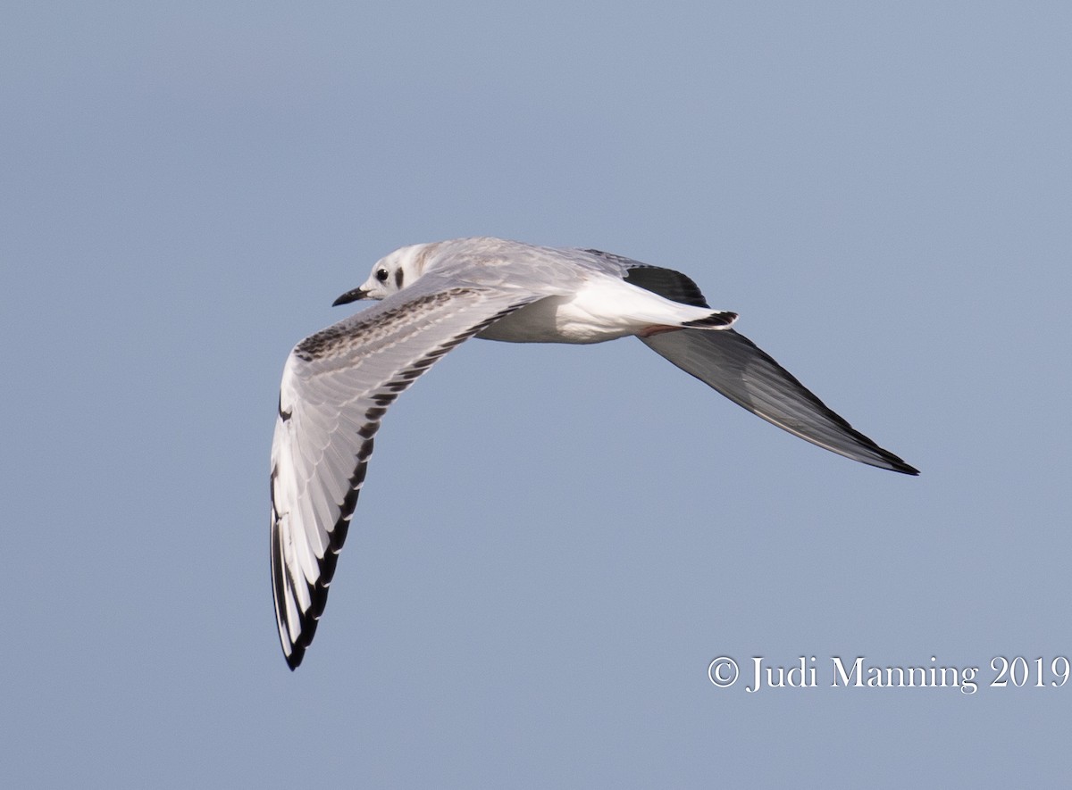 Bonaparte's Gull - Carl & Judi Manning
