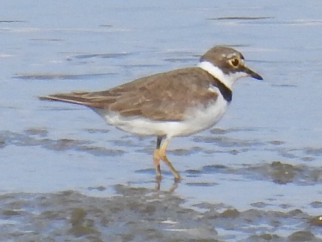 Little Ringed Plover - ML174385661