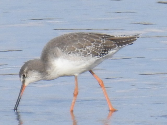 Spotted Redshank - ML174385791