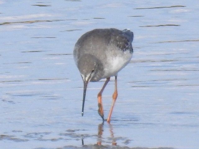 Spotted Redshank - Francisco Antonio  Prieto Godoy