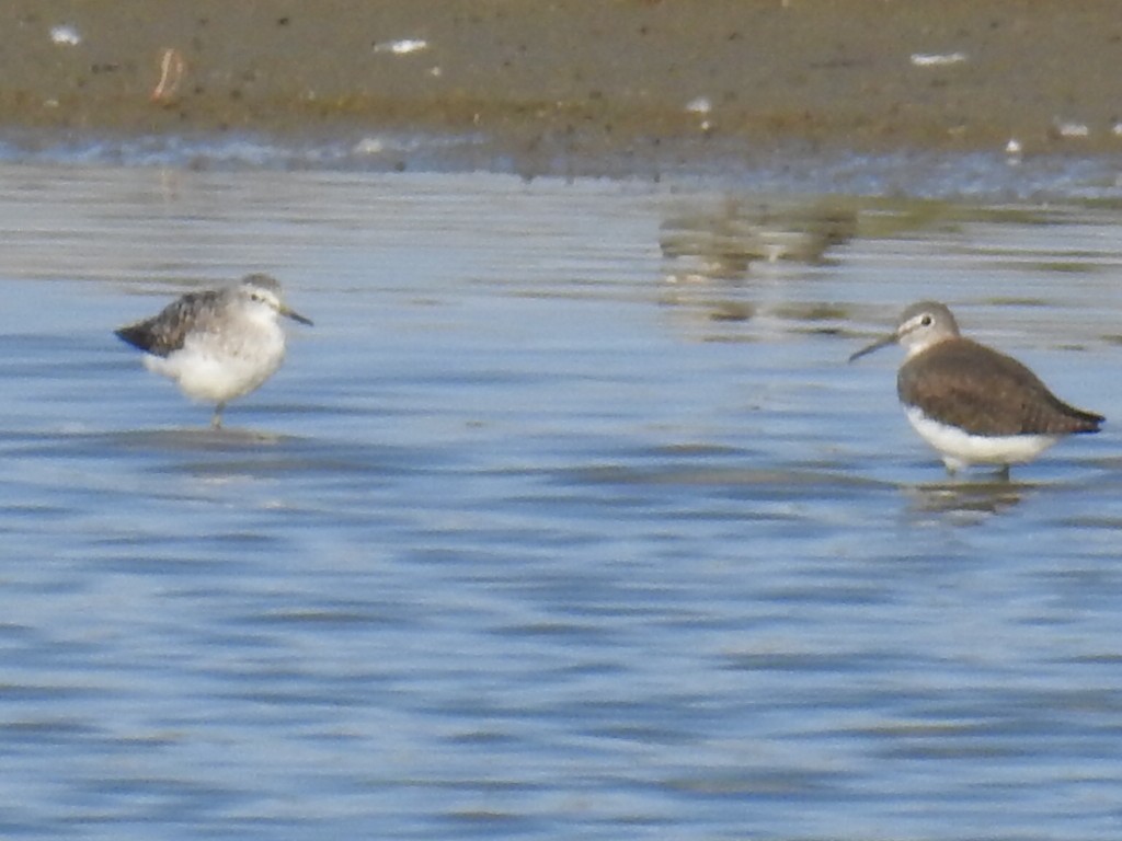 Wood Sandpiper - ML174385931