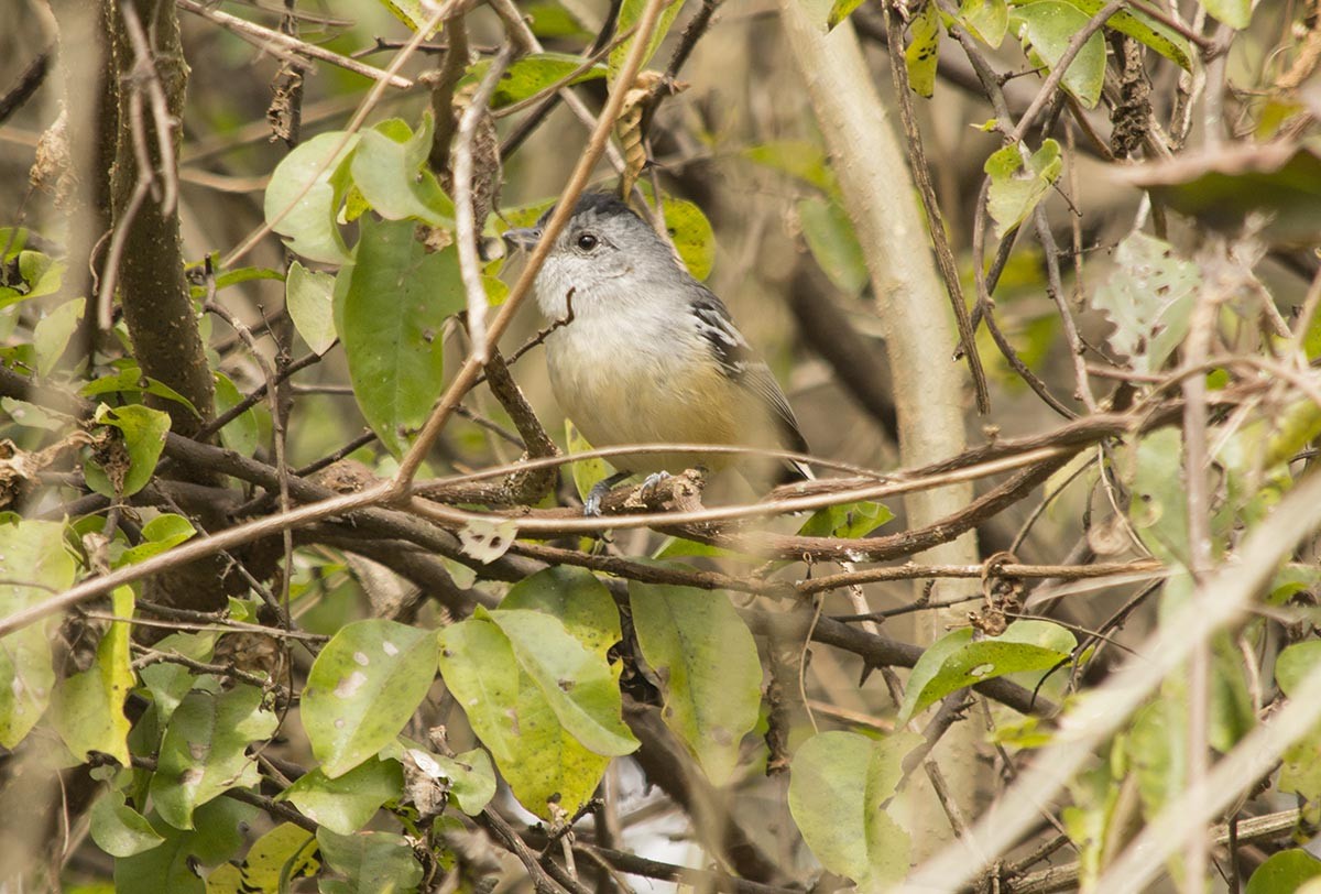 Variable Antshrike - ML174386801