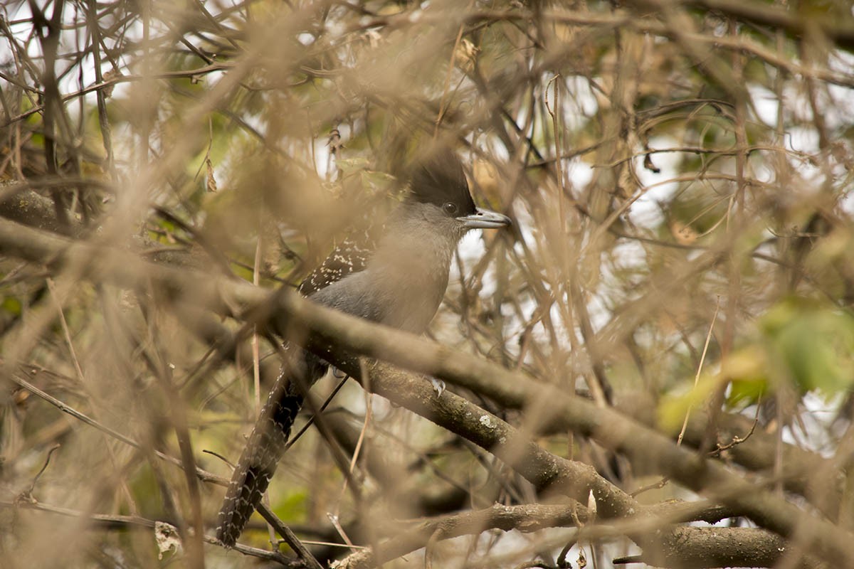 Giant Antshrike - Adriana Bellotti