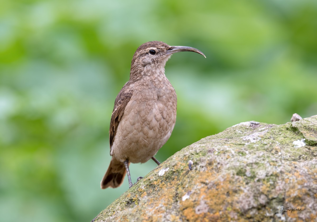 Slender-billed Miner - Shailesh Pinto