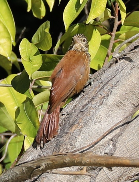 Straight-billed Woodcreeper - ML174389521