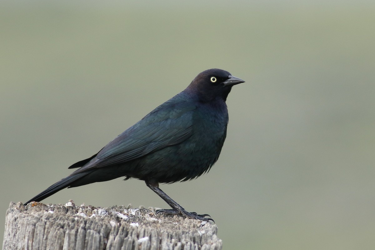 Brewer's Blackbird - Jonathan Eckerson