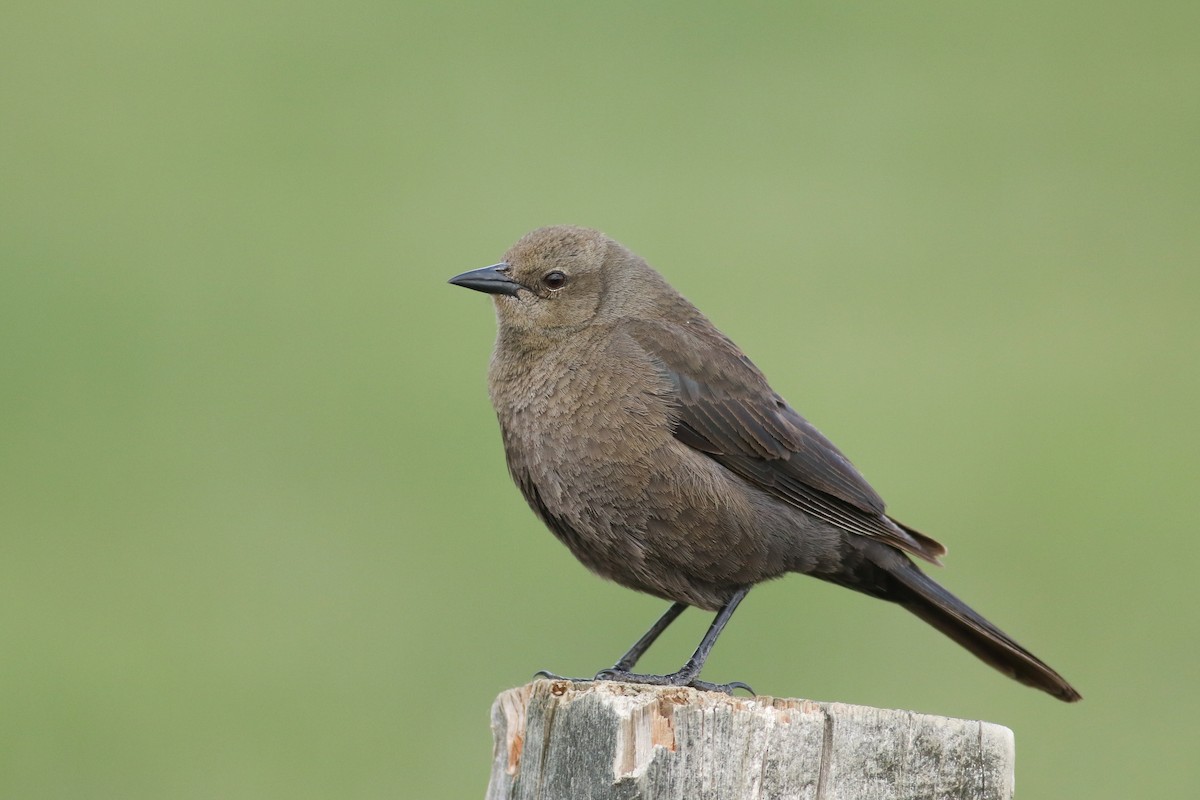 Brewer's Blackbird - ML174390371