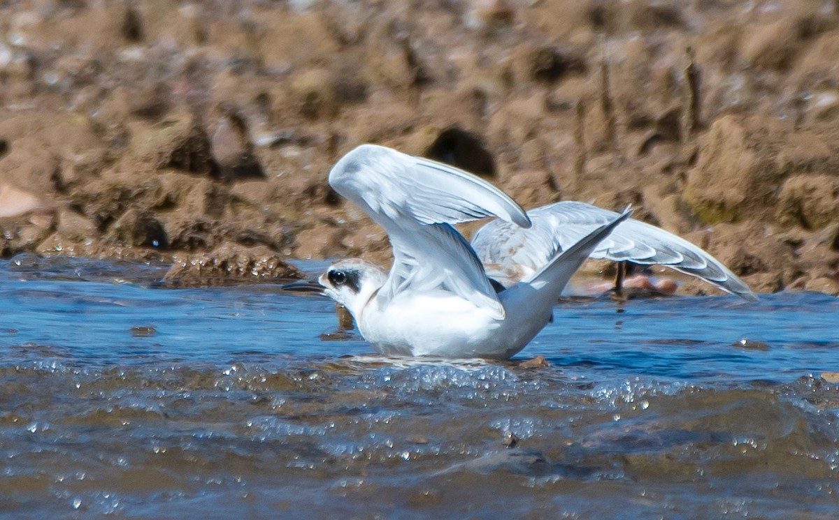Forster's Tern - Mary McSparen