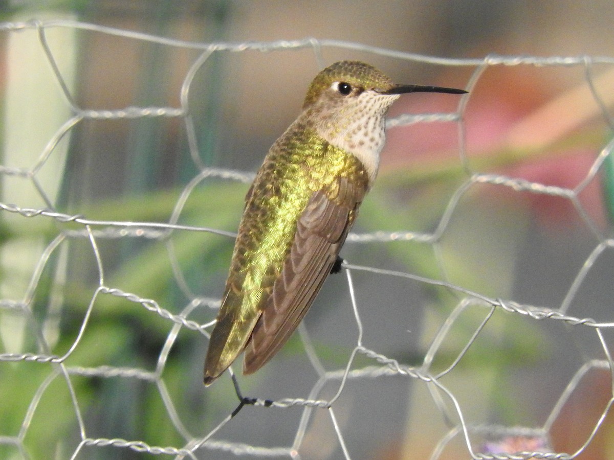 hummingbird sp. - Astrid Smith