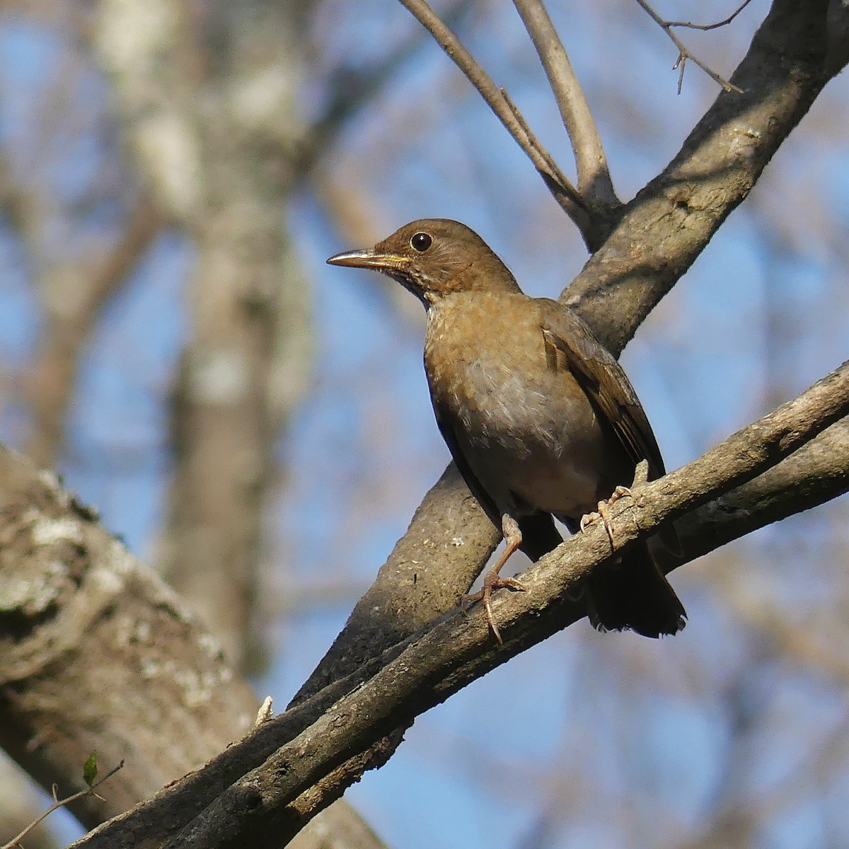 Andean Slaty Thrush - ML174391681