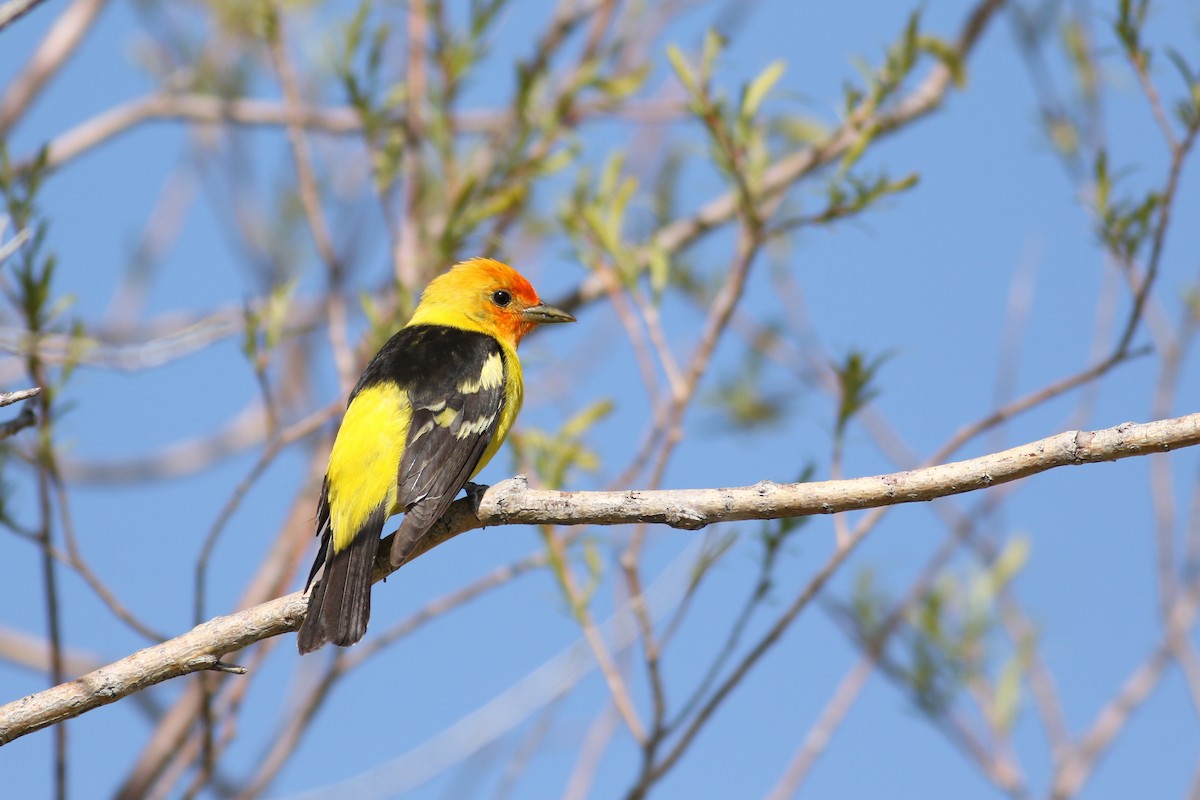 Western Tanager - ML174392271