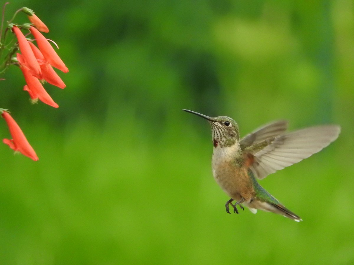 hummingbird sp. - Astrid Smith