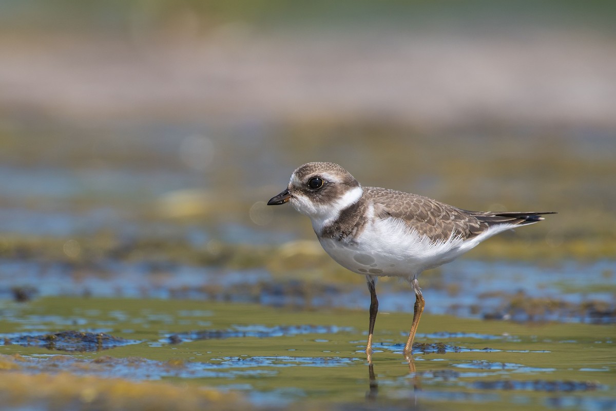 Semipalmated Plover - ML174396721