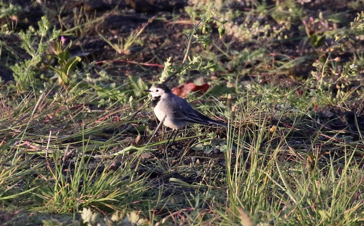 White Wagtail - John Bruin
