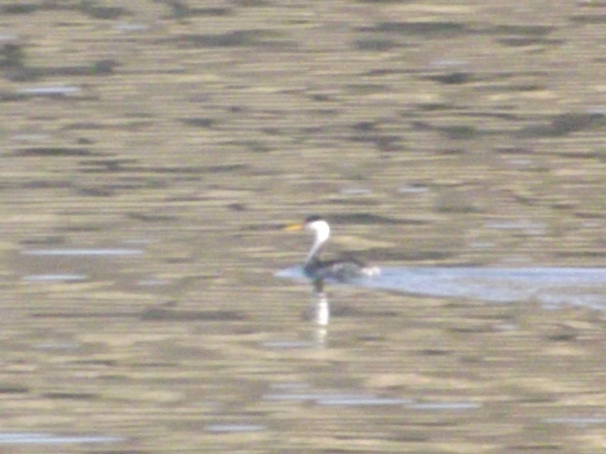 Clark's Grebe - ML174400451