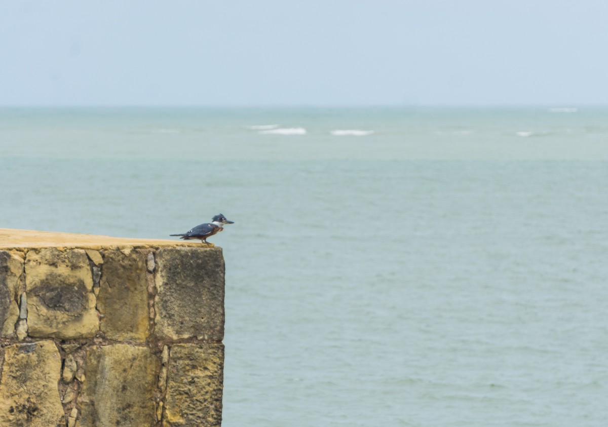 Martin-pêcheur à ventre roux - ML174400461