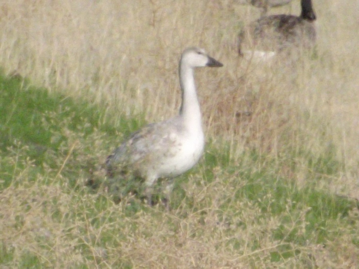 Snow Goose - ML174400541