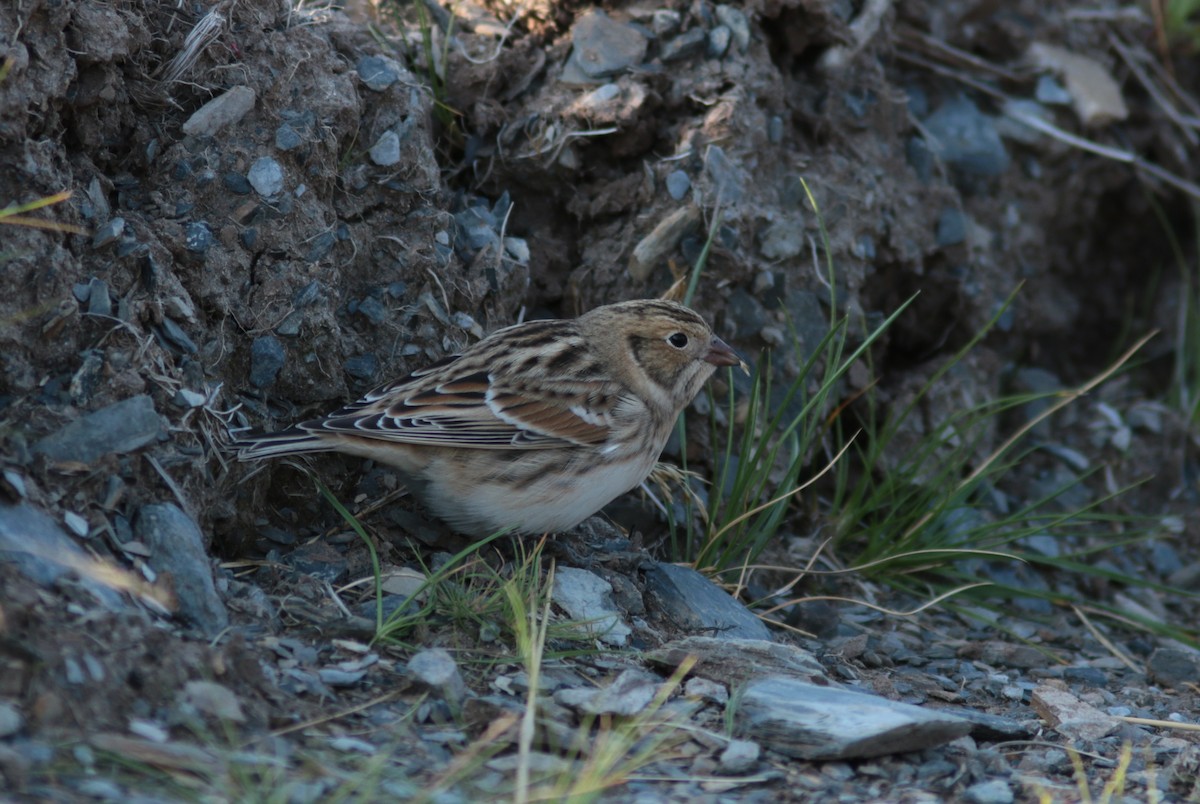 Буулгат хөмрөг - ML174401481