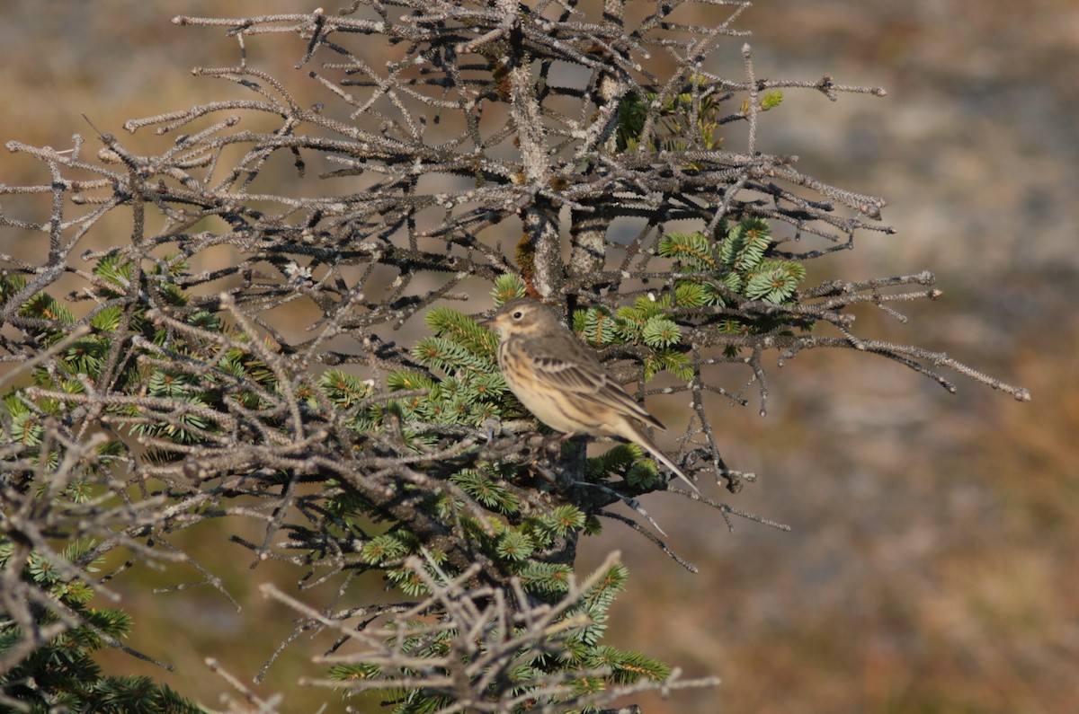 American Pipit - ML174402181