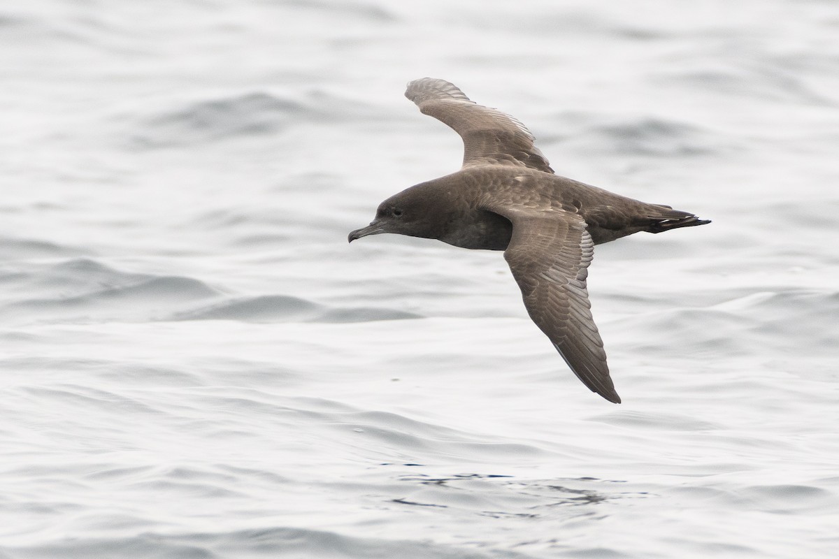 Sooty Shearwater - ML174404161