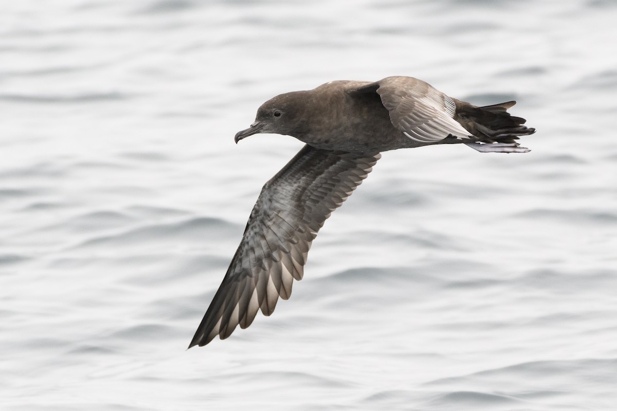 Sooty Shearwater - Darren Clark