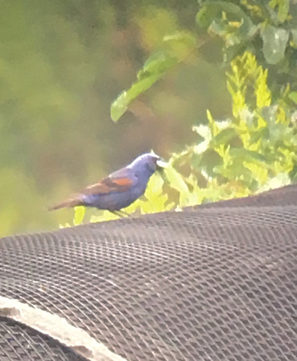 Blue Grosbeak - Ben Morrison