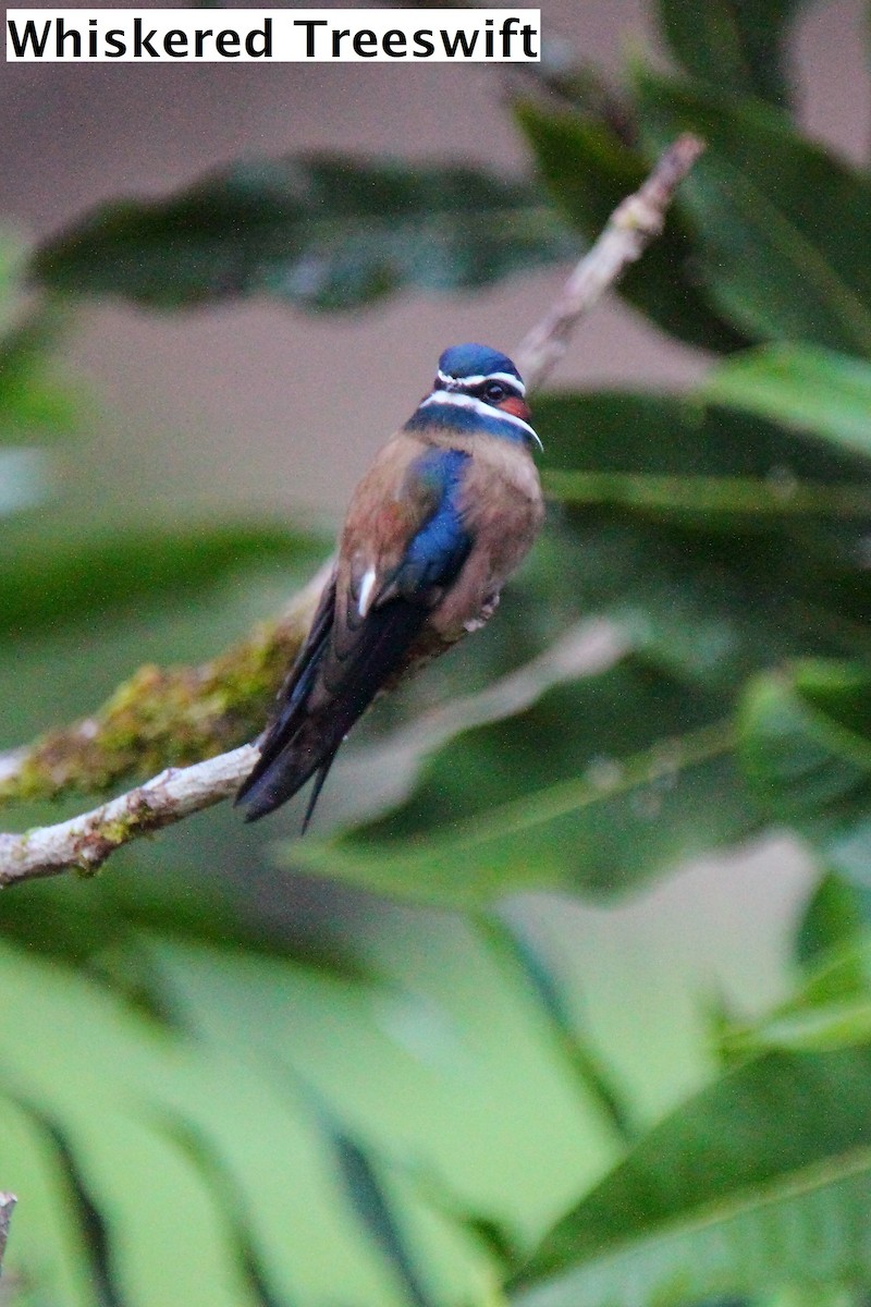 Whiskered Treeswift - Butch Carter