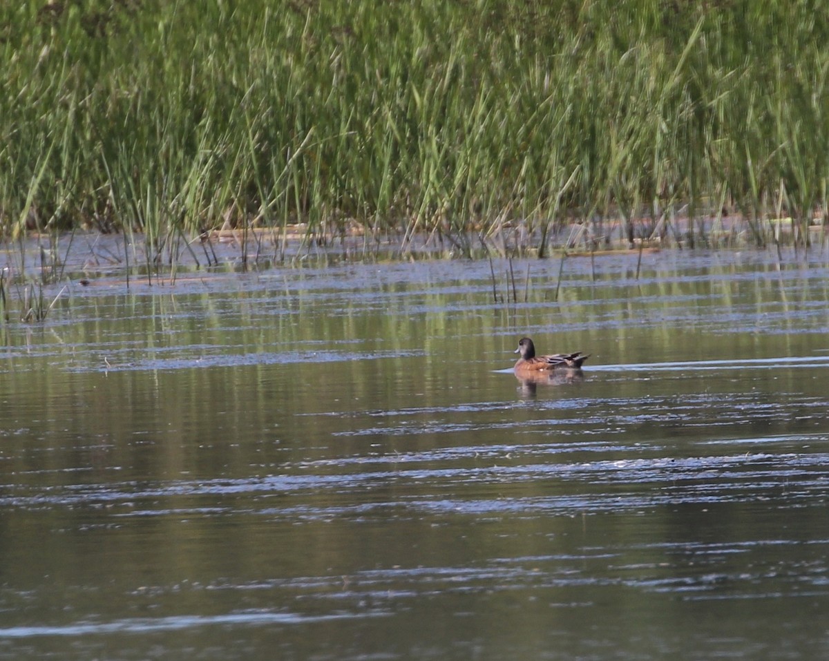 American Wigeon - ML174409611