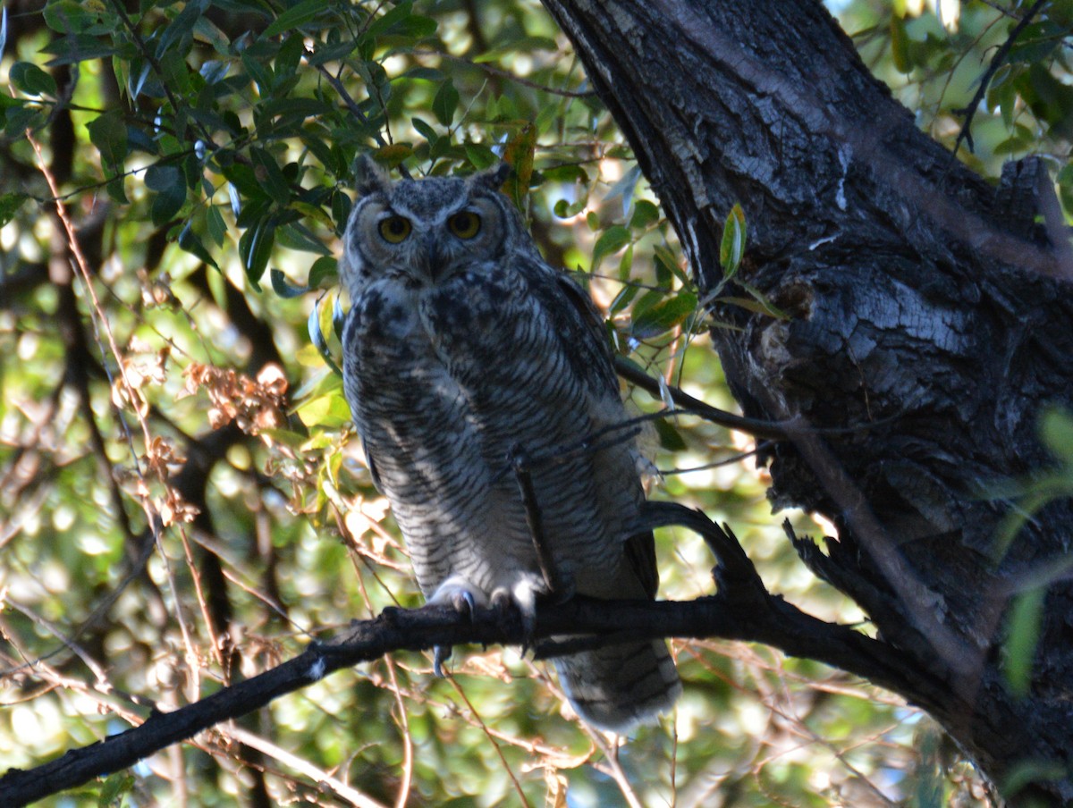 Great Horned Owl - Doug Overacker