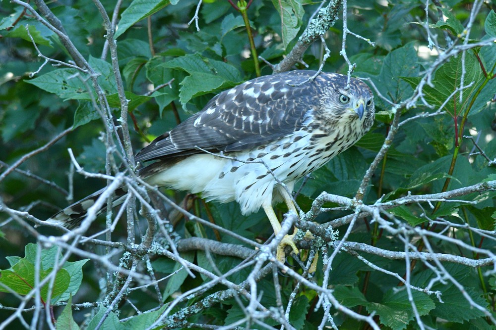 Cooper's Hawk - ML174410931