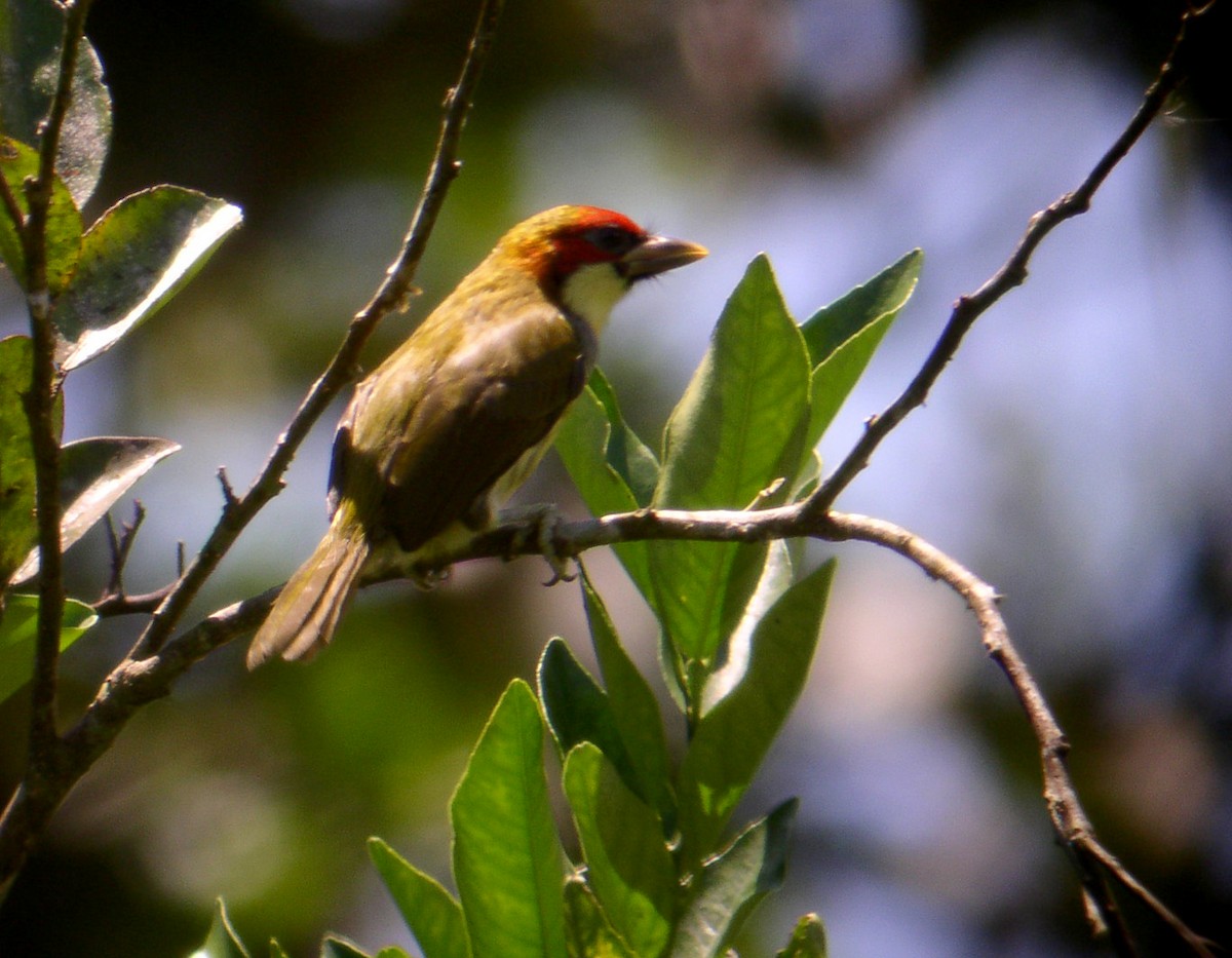 Scarlet-hooded Barbet - ML174411011