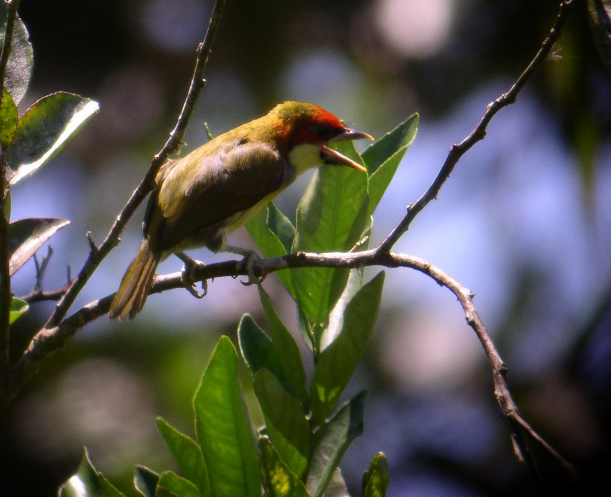 Scarlet-hooded Barbet - ML174411021