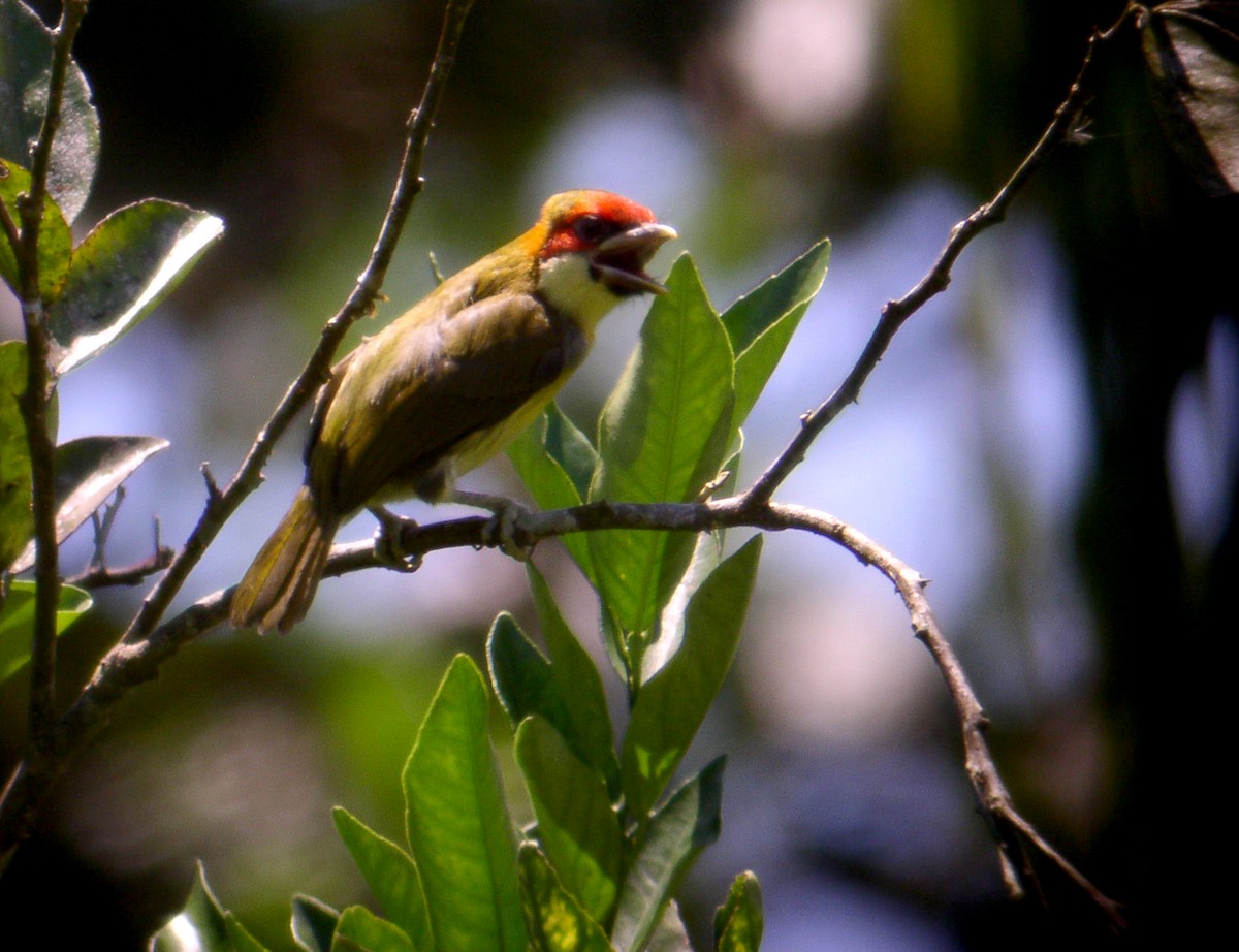 Scarlet-hooded Barbet - ML174411041