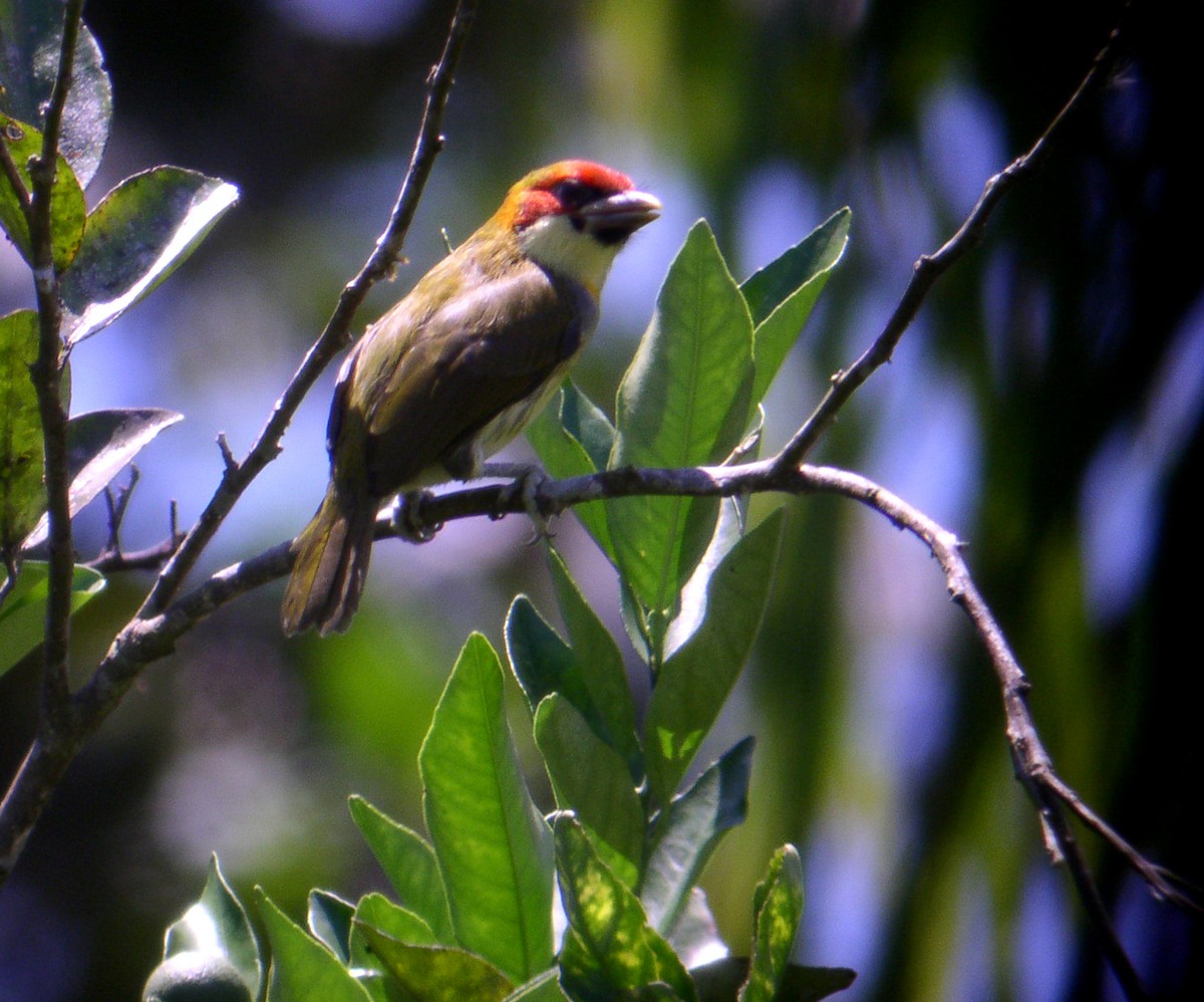 Scarlet-hooded Barbet - ML174411061